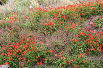 Bunte Blumen im Nationalpark