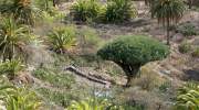 Drachenbaum auf La Gomera