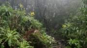 Der Hexenwald auf La Gomera