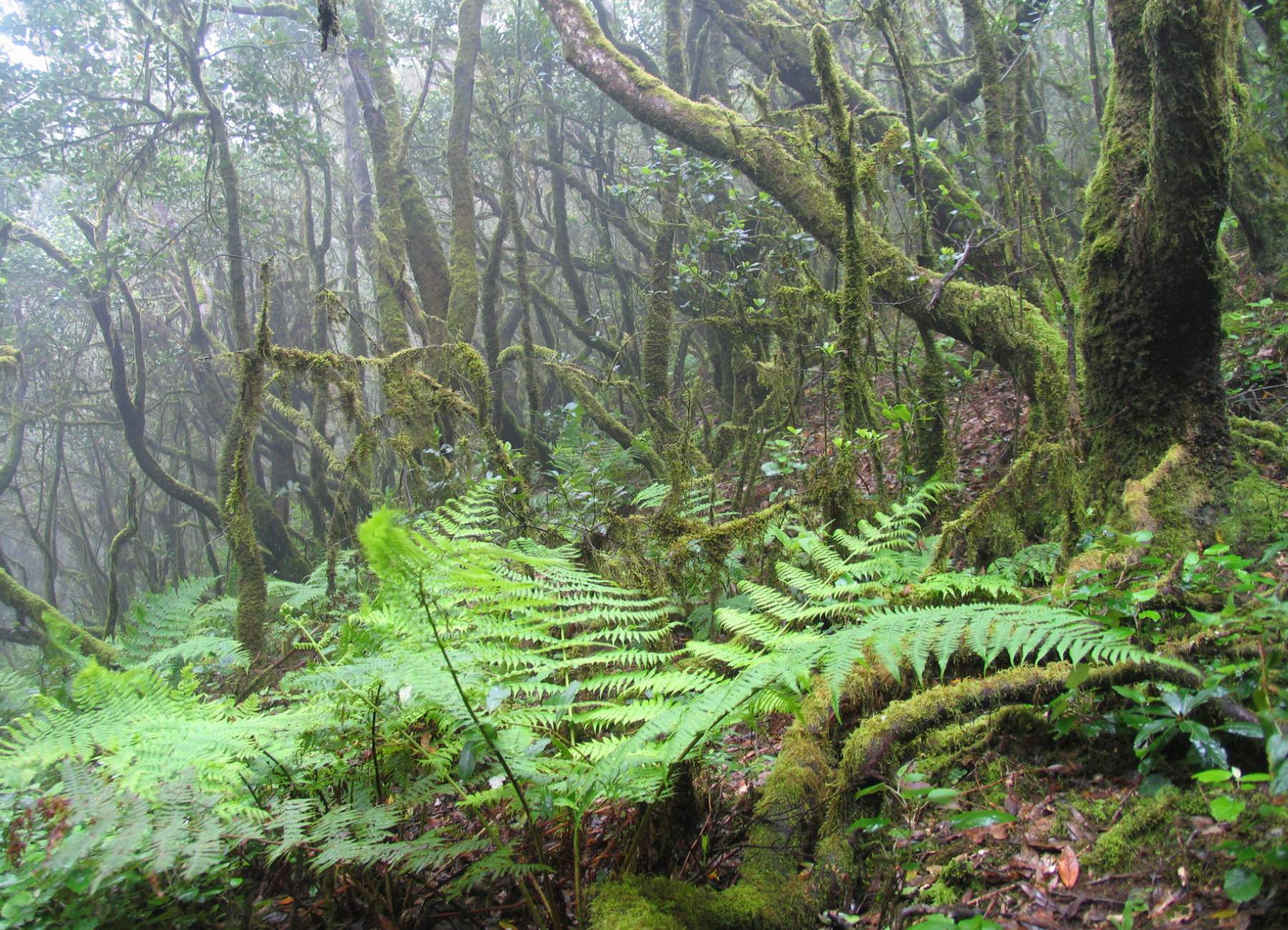 Der Nationalpark auf La Gomera