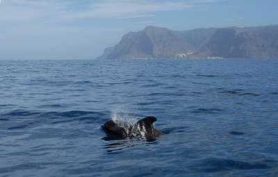 respektvolles whale watching la gomera
