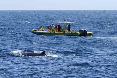 Whale Watching  mit Speedy auf La Gomera
