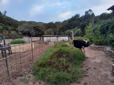 Ein Bauernhof auf La Gomera