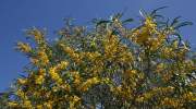 Mimosenbaum mit bunten Früchten