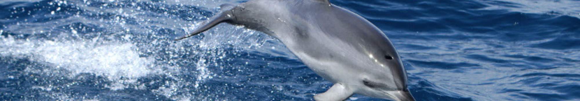 Whale Watching Touren La Gomera buchen