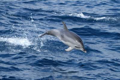 delfine la gomera beobachten