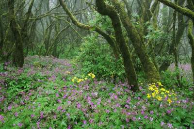 Die Flora im Nationalpark