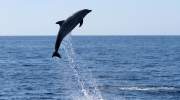 Springender Delfin