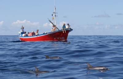Delfine beobachten auf La Gomera