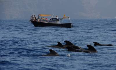 Amazonia Whale Watching La Gomera