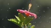 Eine Hibiskusblüte in voller Pracht