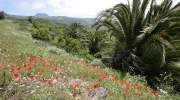 Bunte Blumenwiese im Nationalpark