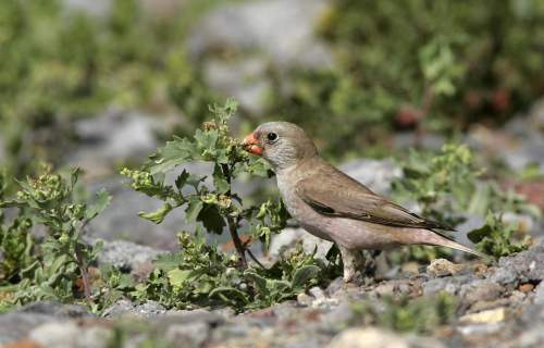 Ein Vogel im Nationalpark La Gomera
