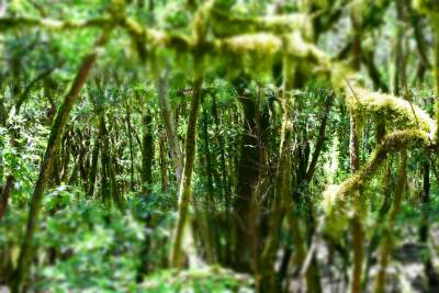 el cedro la gomera