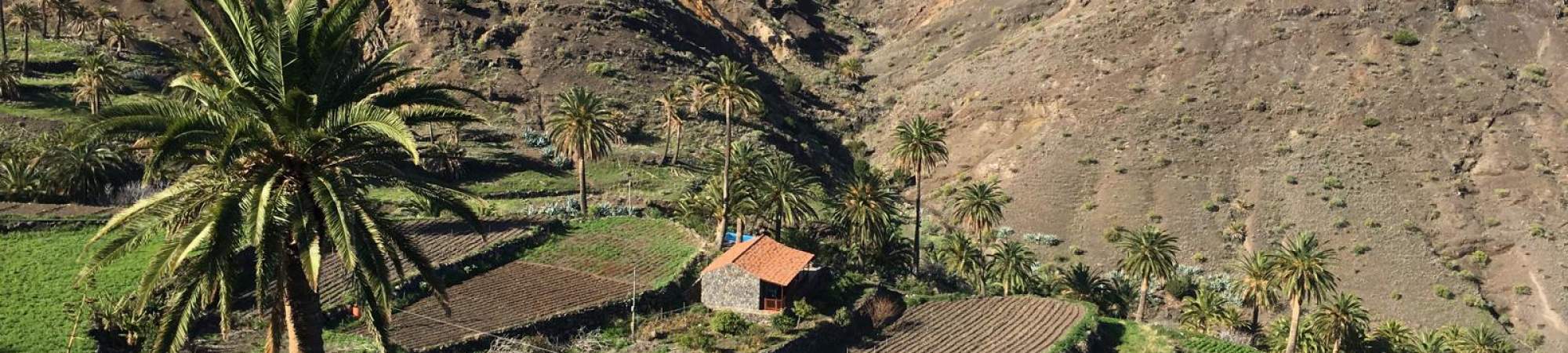 Palmen in Alojera